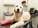I hope I find a home when my leg's better.