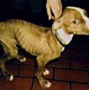 Little dogs need help too!