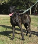 Garm von Asgard - A young Dutch Shepherd male with KNPV bloodlines