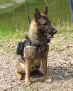 A sable German Shepherd Service Dog