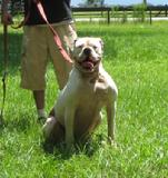"Luna" - Obedience trained 3 year old American Bulldog that is very people friendly.