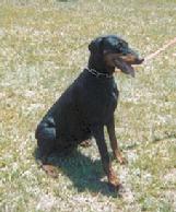 Dobermann, especially when a tall Service Dog is needed.