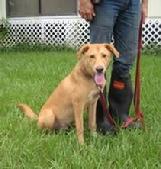 ADOPTED - "Petey" is an energetic young dog that needs a loving home.