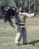 "Richy" is one high flying German Shepherd import shown here at Von Asgard K-9 Center.