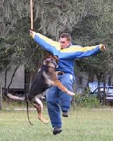 Here German Shepherd import, "Ziko", traines at Von Asgard K-9 Center.