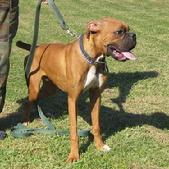 ADOPTED - "Woody" is an obedience trained 3 year old Boxer male that is a high drive energetic dog.