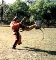 Malinois, "Banchee" making a flying hit on Dustin Curry a Von Asgard K-9 Center decoy.