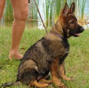 German Shepherd Pup 14 weeks old