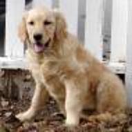 Golden Retrievers