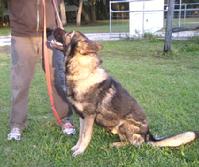 "Sabre" has had some obedience training, as wellas, some protection training
