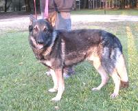 "Sabre" is a tough dog that requires time to bond and a knowledgeable handler.