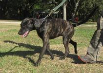 Garm von Asgard - will be another Dutch Shepherd stud at Von Asgard when he has proved his working character.