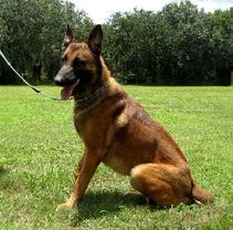 You can see Goliath at Von Asgard K-9 Center.