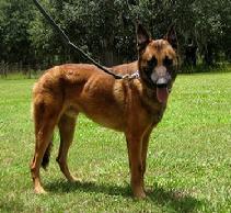 Here is Goliath at 18 months of age.