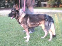 "Sabre" is a 3 year old, middle size, intact, male import from the Czech Republic.