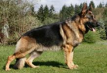 GSD male grown to maturity