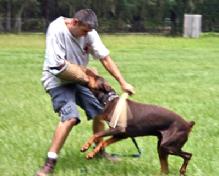 Von Asgard's Condor vom Hause Anker is Kimber v. Asgard's sire