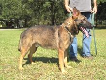 A mature sable German Shepherd male
