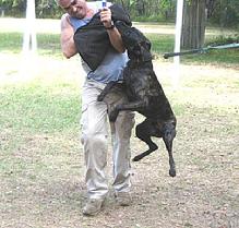 Garm has been started in KNPV-style training at Von Asgard K-9 Center