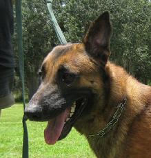 This is a head study of the Dutch bloodline Malinois, Goliath.