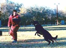 Here the Black Malinois, "Nikki", is launching into an upper body hit on Dustin Curry a Von Asgard decoy.