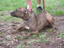 "Oshie" is a small loving social dog that loves people. He needs a good home without other pets
