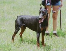 Von Asgard's "S" litter sire, Panzer von Asgard (Doc v. Dragonerreich x Cassi v. Hause Anker) at 18 months