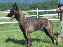 Dutch Shepherd