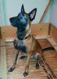 Mother is a strong working KNPV Dutch Malinois shown here in her whelping box.
