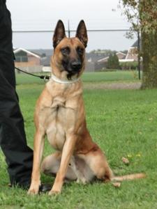 The sire is Carlo is KNPV PH1 Certified that was recently imported from Holland.