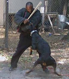 Dobermann Family Protector in action!