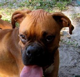 Woody: a face only a mother could love!