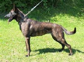 "Dinah" - Dutch Shepherd Female
