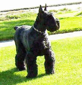 Nixi von Asgard - Giant Schnauzer Female