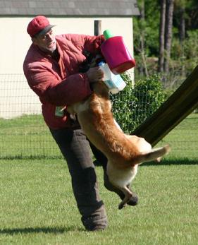 David Smith, "The Dogman", shown here is the senior decoy at Von Asgard K-9 Center.