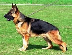Grendel von Asgard is a 2 year old "Red & Black" German Shepherd Dog with AKC papers