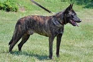 "Ralf" - Dutch Shepherd Male