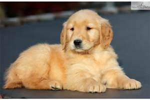 SOLD "Barry" is a 10 week old Golden Retriever pup.