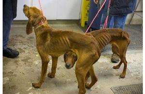 Shame on their owners! These two dogs deserve much better from we humans.