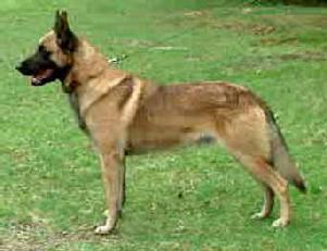 Rex - Belgian (Malinois) Shepherd