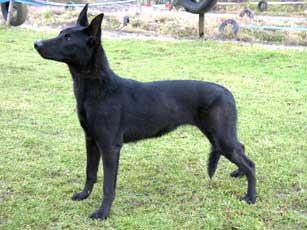 Lucy - Black Belgian (Malinois) Shepherd