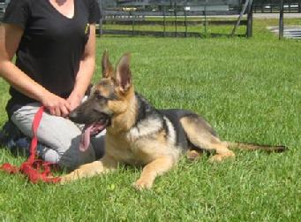 Atos von Asgard - $3,000 AKC registered pup born 12/25/2015.