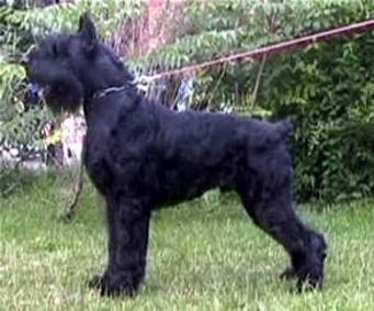 Goliath von Asgard - Giant Schnauzer Male
