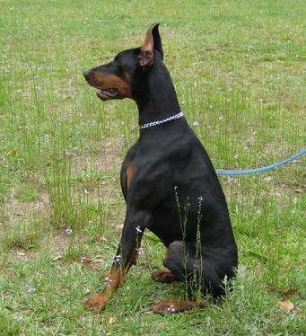 Panzer von Asgard - Dobermann Male