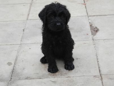 "Von Asgard" Giant Schnauzer Puppy!